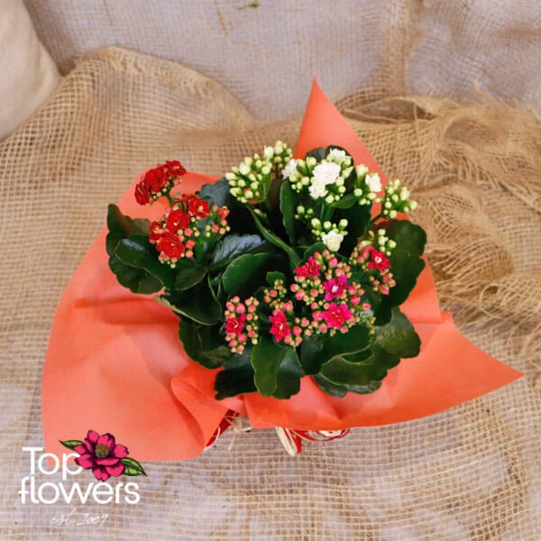 3 colors of Kalanchoe (Kalanchoe) - Image 4