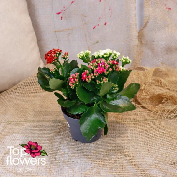 3 colors of Kalanchoe (Kalanchoe) - Image 5