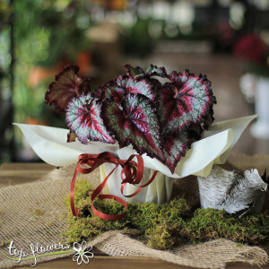 Begonia Rex | Different species