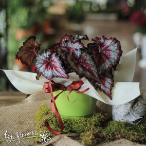 Begonia Rex | Different species