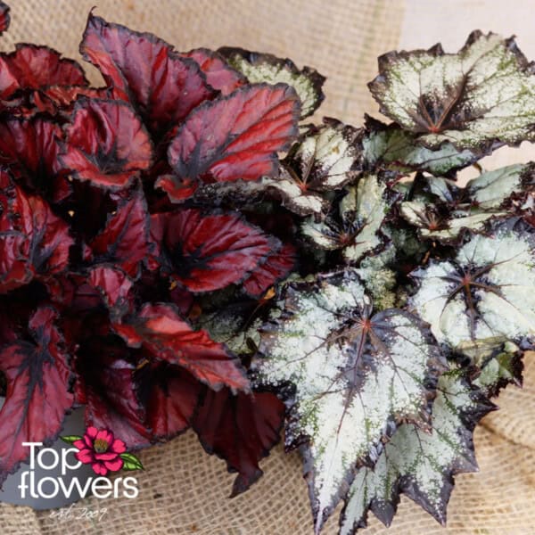 Begonia Rex (Begonia Rex)