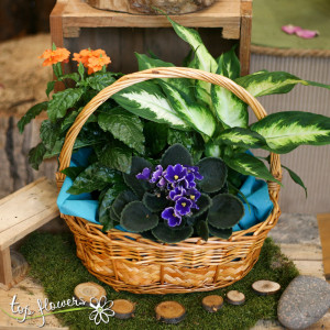 Basket of live plants | Medium
