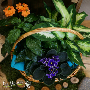 Basket of live plants | Medium