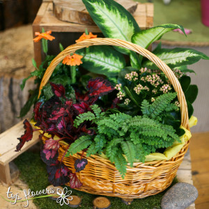 Basket of live plants | Large