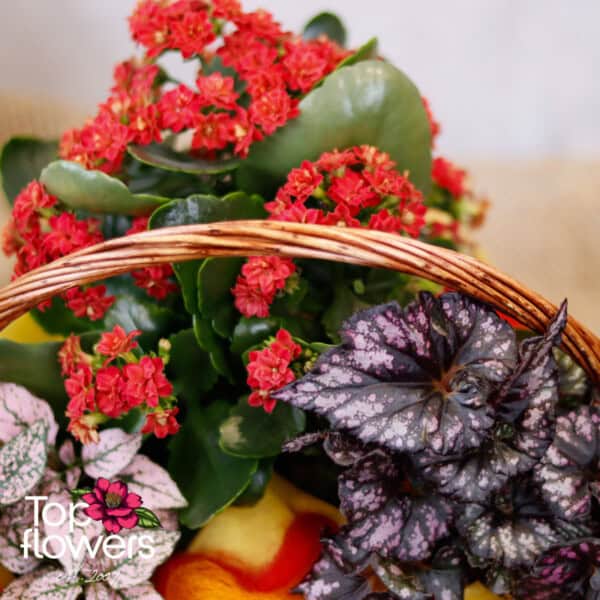 Basket of live plants | Small