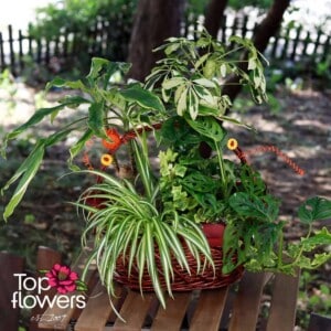 Basket of live plants | Large