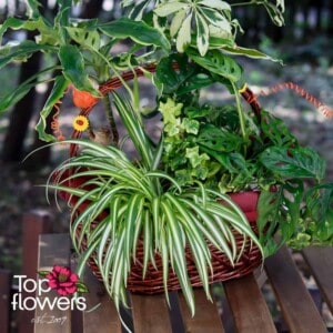 Basket of live plants | Large