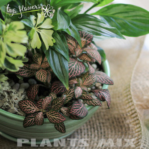 Plant MIX 7