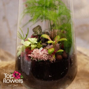 Plant MIX 2