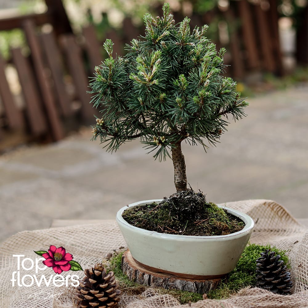 Bonsai | Coniferous (Pinus)