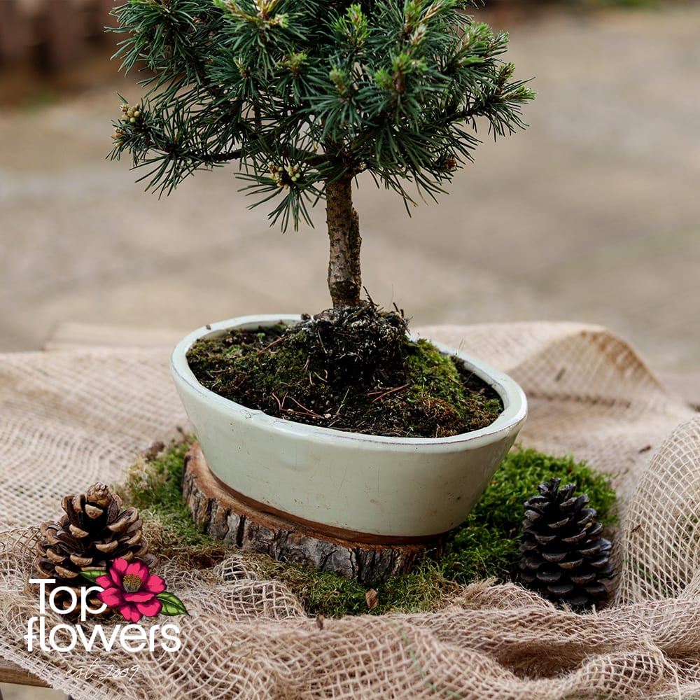 Bonsai | Coniferous (Pinus)