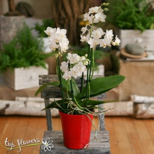 Mini orchid | Phalaenopsis
