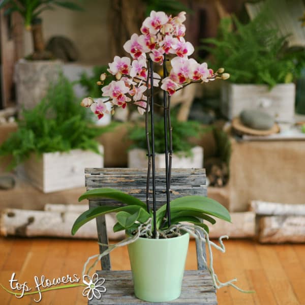 mini orhideya 03
