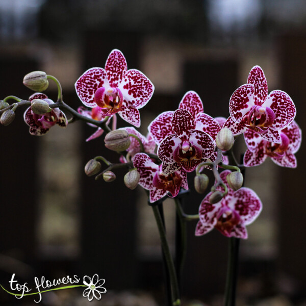 Orchdi Phalaenopsis | Multiflora (Orchid Phalaenopsis Multiflora)