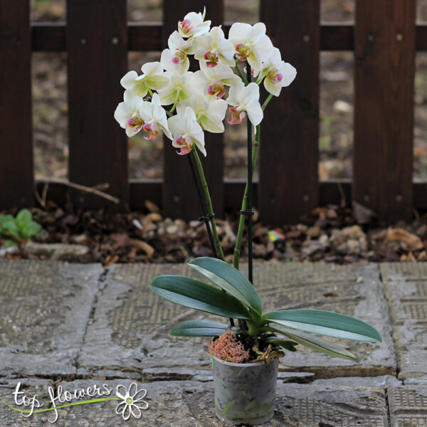 Мини орхидея | Фаленопсис мулти флора