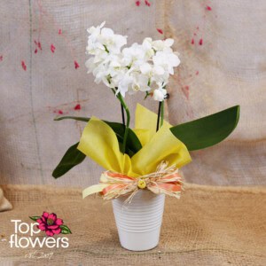 Orchdi Phalaenopsis | Multiflora (Orchid Phalaenopsis Multiflora)