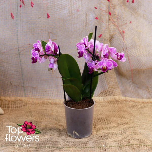 Орхидея Фаленопсис | Мултифлора (orchid phalaenopsis multiflora)