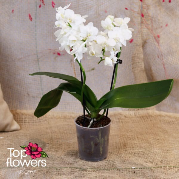 Орхидея Фаленопсис | Мултифлора (orchid phalaenopsis multiflora)
