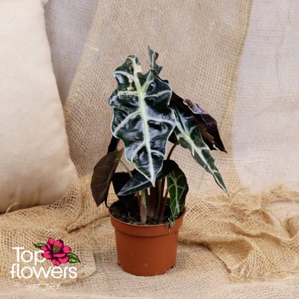 Alocasia (Amazonica) - Image 3