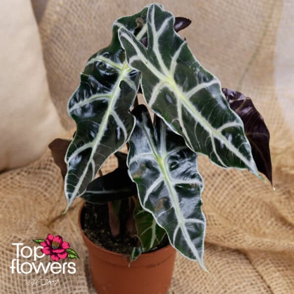 Alocasia (Amazonica) - Image 4
