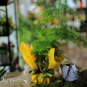 Asparagus plant