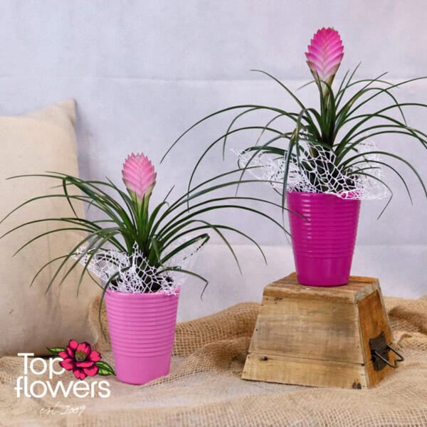 Tillandsia (Tillandsia)