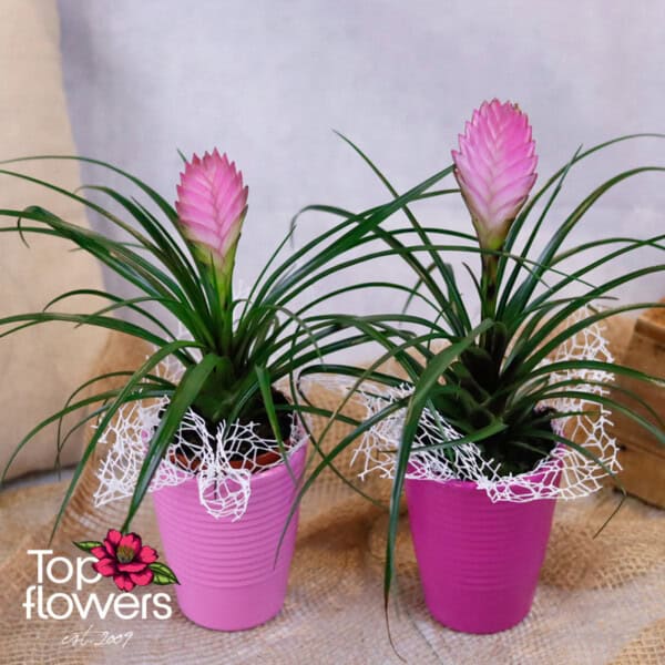 Тиландсия (tillandsia)