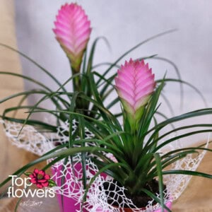 Tillandsia (Tillandsia)