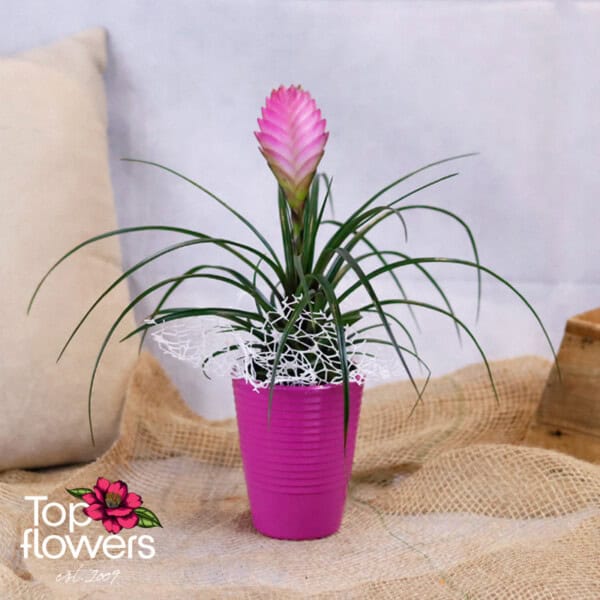 Тиландсия (tillandsia)