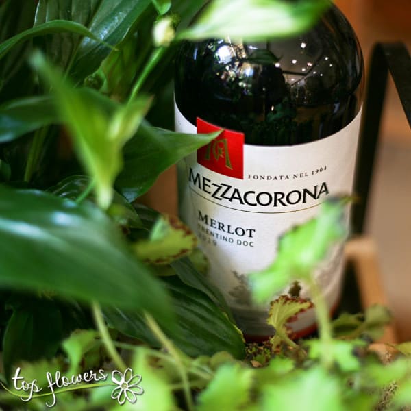 Houseplants + wine Mezzacorona
