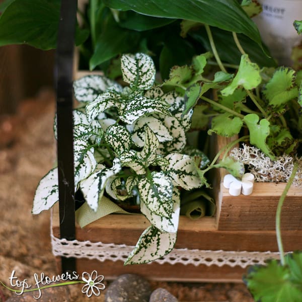 Houseplants + wine Mezzacorona - Image 3