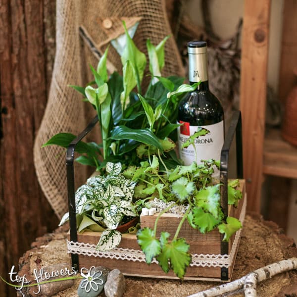 Houseplants + wine Mezzacorona