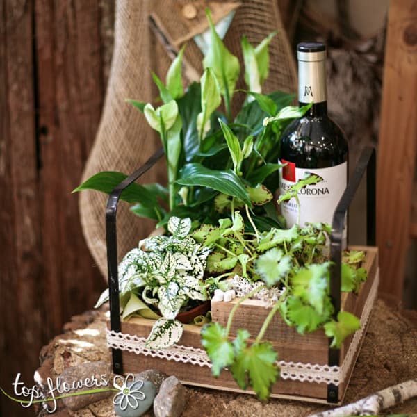 Houseplants + wine Mezzacorona