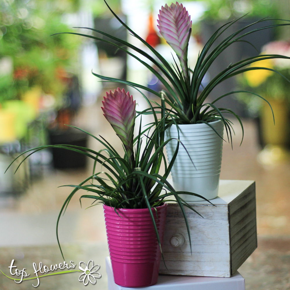 Tillandsia