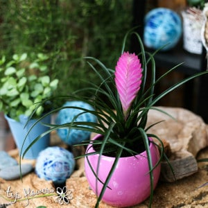 Tillandsia