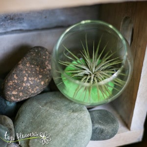 Tillandsia in a glass sphere