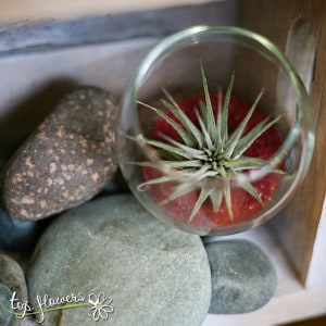 Tillandsia in a glass sphere