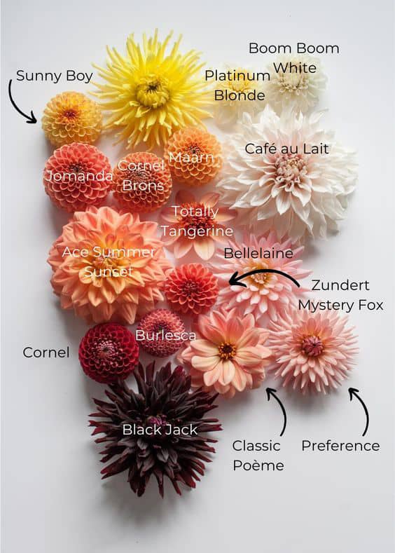 History and types of chrysanthemums. Bouquets of chrysanthemums and