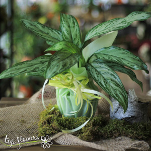 Aglaonema