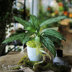 Aglaonema