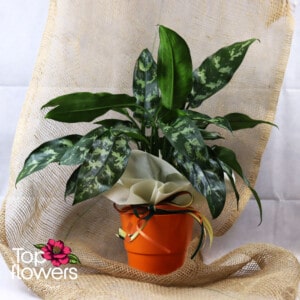 Аглаонема (aglaonema)