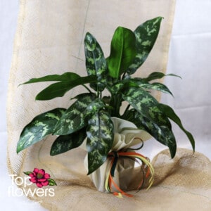 Aglaonema (Aglaonema)