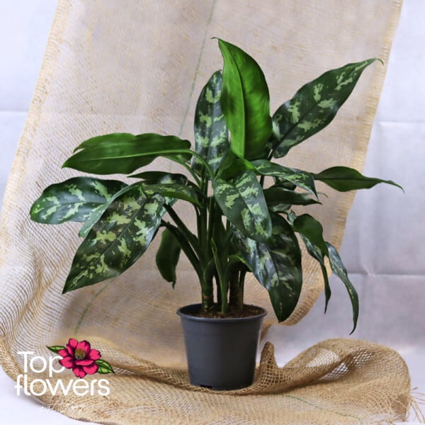 Аглаонема (aglaonema)