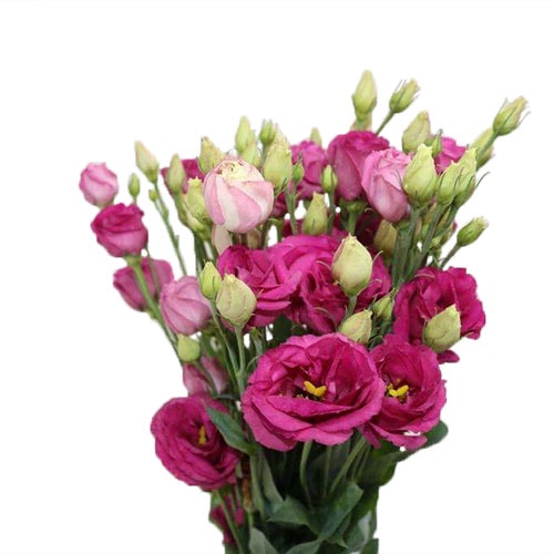 lisianthus canadian hot pink