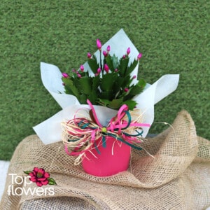 Christmas cactus | Schlumbergera