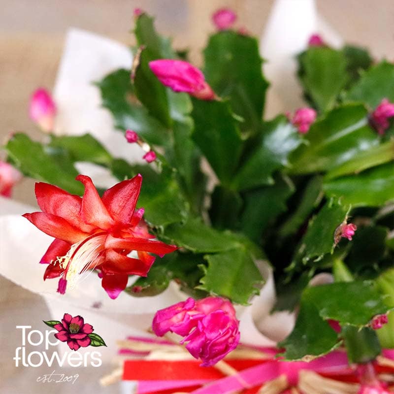 Christmas cactus | Schlumbergera - Image 2