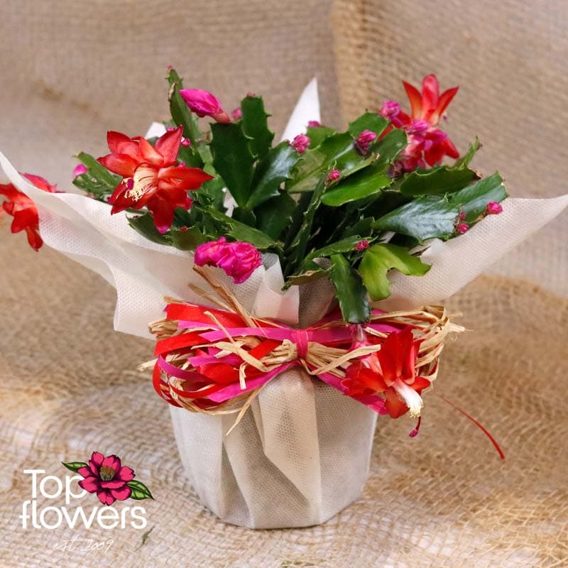 Christmas cactus | Schlumbergera - Image 4