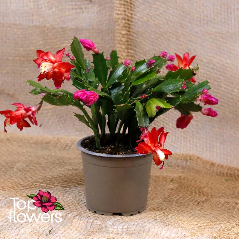 Christmas cactus | Schlumbergera - Image 3