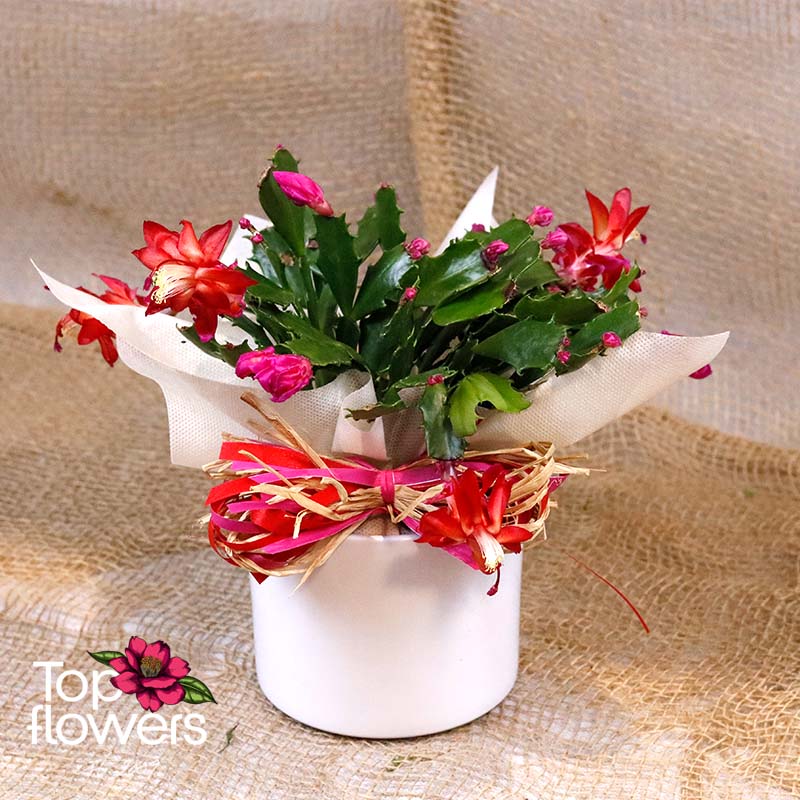 Christmas cactus | Schlumbergera