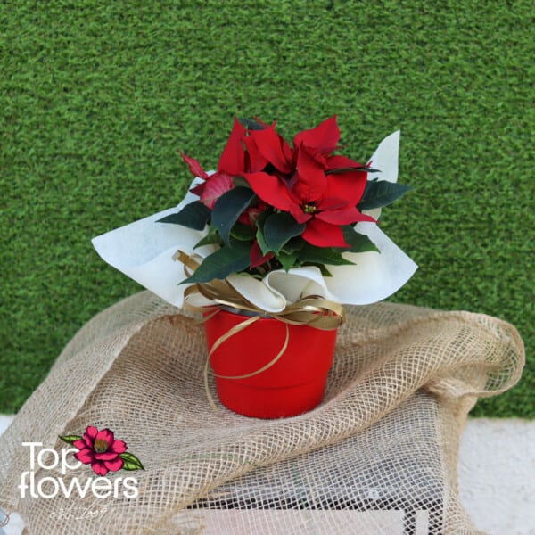 Christmas star (Poinsettia) | Red